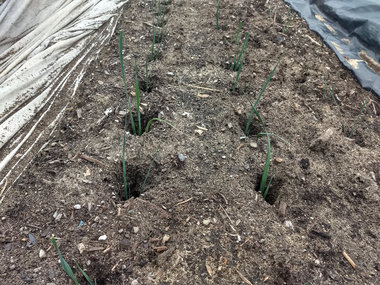 Leeks planted in ground.